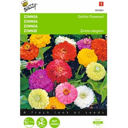 2 stuks - Zinnia elegans Dubbele Dahliabl. Gemengd