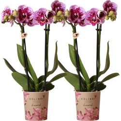 Kolibri Orchids | COMBI DEAL van 2 roze paarse phalaenopsis orchideeën - El Salvador - potmaat Ø9cm | bloeiende kamerplant - vers van de kweker