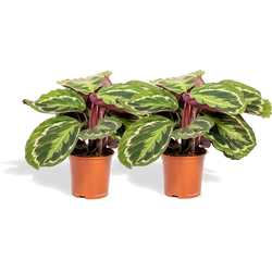 Schaduwplant duo - 2x Calathea Medallion - 40cm hoog, ø14cm - Kamerplant - Schaduwplant - Luchtreinigend