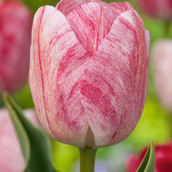 Tulipa Hemisphere - Bloembollen x15 - Tulp - Roze / Wit / Rood