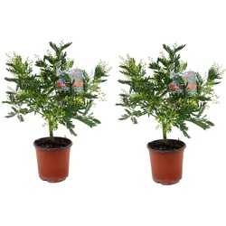 Mimosa acacia dealbata - Set van 2 - Mimosastruik - Pot 15cm - Hoogte 40-50cm