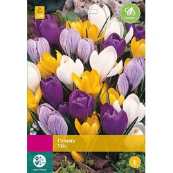 2 stuks - Crocus Grootbloemig mix 40 bollen