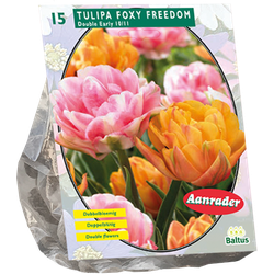 Tulipa Foxy Freedom per 15 bloembollen