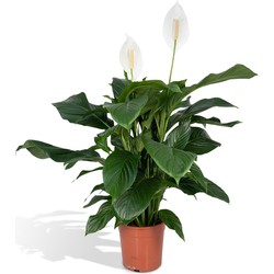 Hello Plants Spathiphyllum Lepelplant - Ø 19 cm - Hoogte: 80 cm