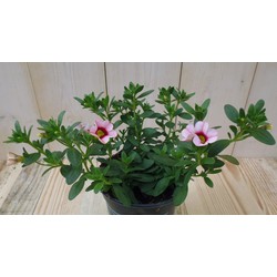 3 stuks! Petunia Million Bells lichtroze