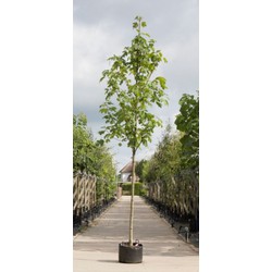 Gewone esdoorn Acer pseudoplatanus h 450 cm st. omtrek 16 cm