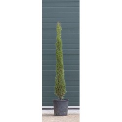 2 stuks! Italiaanse cipresboom Cupressus sempr. Pyramidalis h 162,5 cm boom