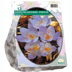 2 stuks - Crocus Sativus per 12