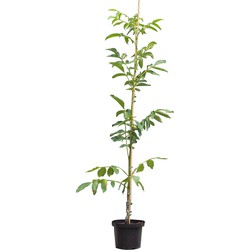 Walnotenboom Buccaneer Juglans regia Buccaneer h 187,5 cm st. omtrek 2 cm