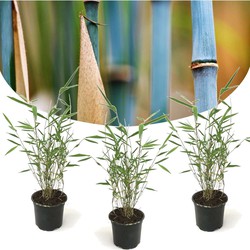 Fargesia Grex - Set van 3 Blauwe Bamboe - Winterhard - Pot 13cm - Hoogte 30-40cm