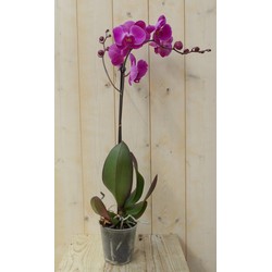 Vlinderorchidee Luxe Tak roze 80 cm - Warentuin Natuurlijk