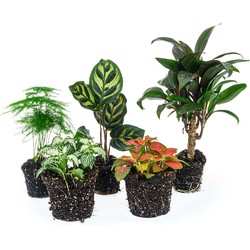 URBANJNGL - Terrariumplantenpakket Makoyana - 5 planten - Palm - Calathea Makoyana - Asparagus - 2x Fittonia