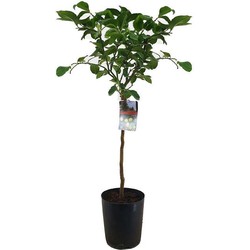 Citrus Limon XL stam - Citroenboom - Pot 19cm - Hoogte 100-120cm