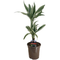 Dracaena Deremensis - White Stripe - Pot 17cm - Hoogte 60-70cm