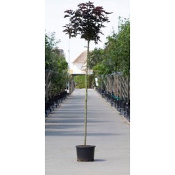 2 stuks! Rode bol esdoorn Acer pl. Crimson Centry h 245 cm st. omtrek 8 cm st. h 200 cm boom