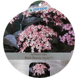 Sambucus nigra Black Beauty sierheester