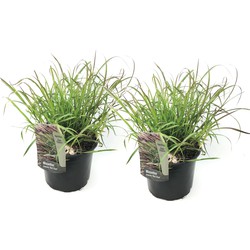 Miscanthus sinensis Red Chief - Siergras - Set van 2 - Pot 23cm - Hoogte 40-60cm