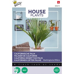 House Plants Washingtonia filifera - Californische palm