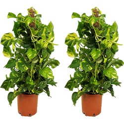 Epipremnum Scindapsus Aureum - Set van 2 - Pot 21cm - Hoogte 80-90cm