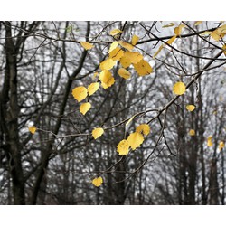 Sanders & Sanders fotobehang bosrijk landschap grijs en geel - 360 x 270 cm - 600452
