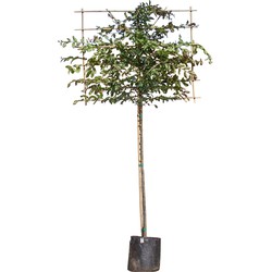 Vlamboom als leiboom Parrotia persica h 270 cm st. omtrek 10 cm st. h 150 cm