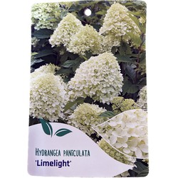 Hortensia Paniculata Limelight