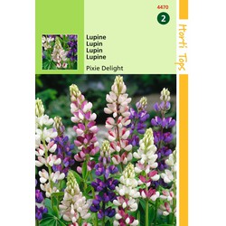 2 stuks - Lupinus Nanus Pixie Delight Gemengd - Hortitops