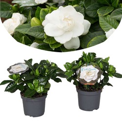 Gardenia Jasminoides - Set van 2 - Jasmijn - Pot 13cm - Hoogte 20-30cm