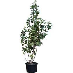 Gewone Japanse sierkers meerstammig Prunus serr. Kanzan 225 cm