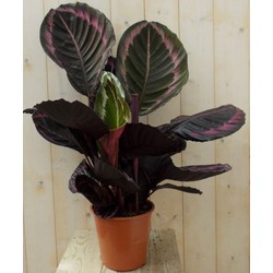 Calathea Surprise Star Pauwenplant groot blad met roze 60 cm