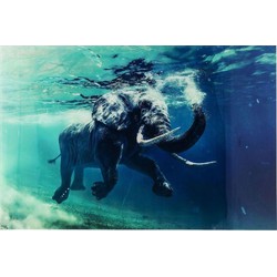 Kare Wandfoto Glass Swimming Elephant 100x80