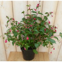 Fuchsia Donker-roze