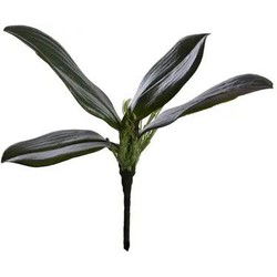 Orchideebladtak x4 l23 cm groen