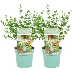 Eucalyptus parvifolia 'Oliva' - Set van 2 - Pot 15cm - Hoogte 35-45cm