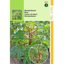 2 stuks - Ricinus Zanzibariensis Gemengd