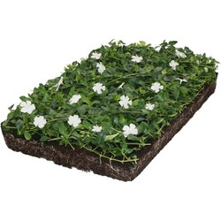 Plantenmat vasteplanten maagdenpalm Vinca Alba prijs per 1m2 cm Covergreen