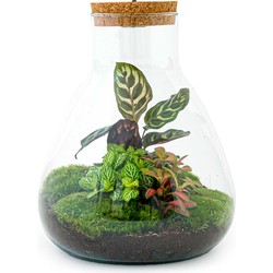 URBANJNGL - Planten terrarium • Sam Calathea met lamp • Ecosysteem plant met licht • ↑ 30 cm