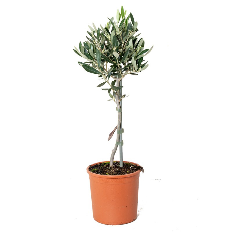 Floraya - Olijfboom op stam | Olea Europaea - Buitenplant in kwekerspot ⌀14 cm - ↕40-50 cm - 