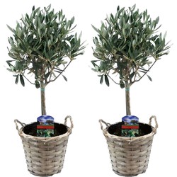 Olea Europaea - Set van 2 - Olijfboom stam in mand - Pot 14cm - Hoogte 50-60cm