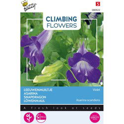3 stuks - Flowering climbers asarina blue