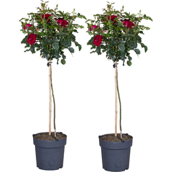 Rode stamrozen - Set van 2 - Rosa palace ‘Pride' - Hoogte 80-100cm - ⌀19cm
