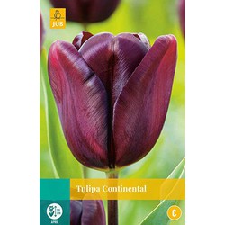 Tulipa Continental