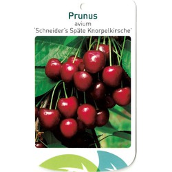 Prunus Avium Scjneider s Spate Knorpelkirsche