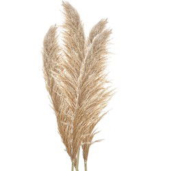 Clayre & Eef Droogbloemen Beige Bruin Droogbloemen