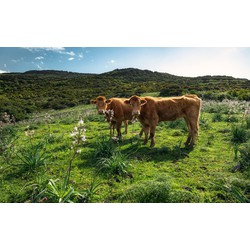 Sanders & Sanders fotobehang landschap met koeien groen - 450 x 280 cm - 612637
