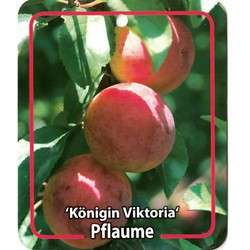 Prunus Domestica Konigin Viktoria