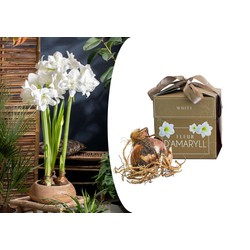 Hippeastrum - Witte Amaryllis Bloembollen - In Geschenkdoos