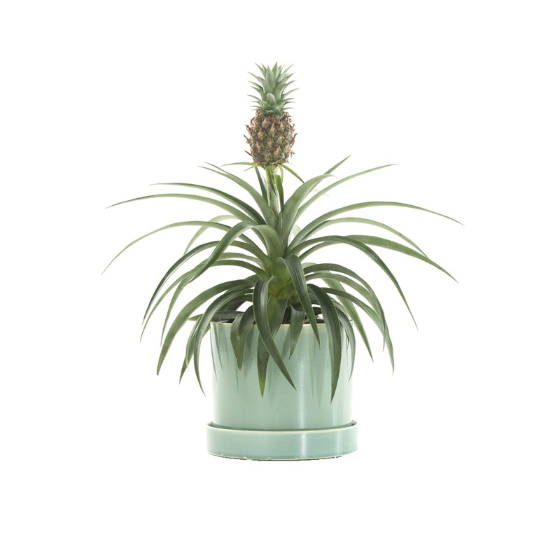 Anti-snurk plant (Bromelia ananas champaca) incl. ‘Light green’ pot - 