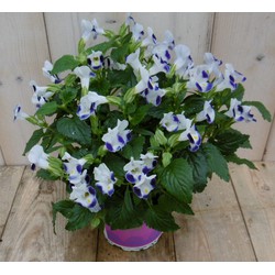 Kamerplant Torenia Fournieri wit blauw