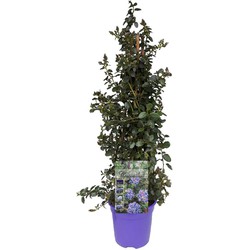 Ceanothus thyrsiflorus Repens - Struik - Pot 17cm - Hoogte 60-70cm